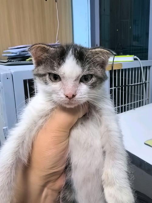2026楚雄德文卷毛猫正规厂家价格排行榜:正宗前五名推荐与避