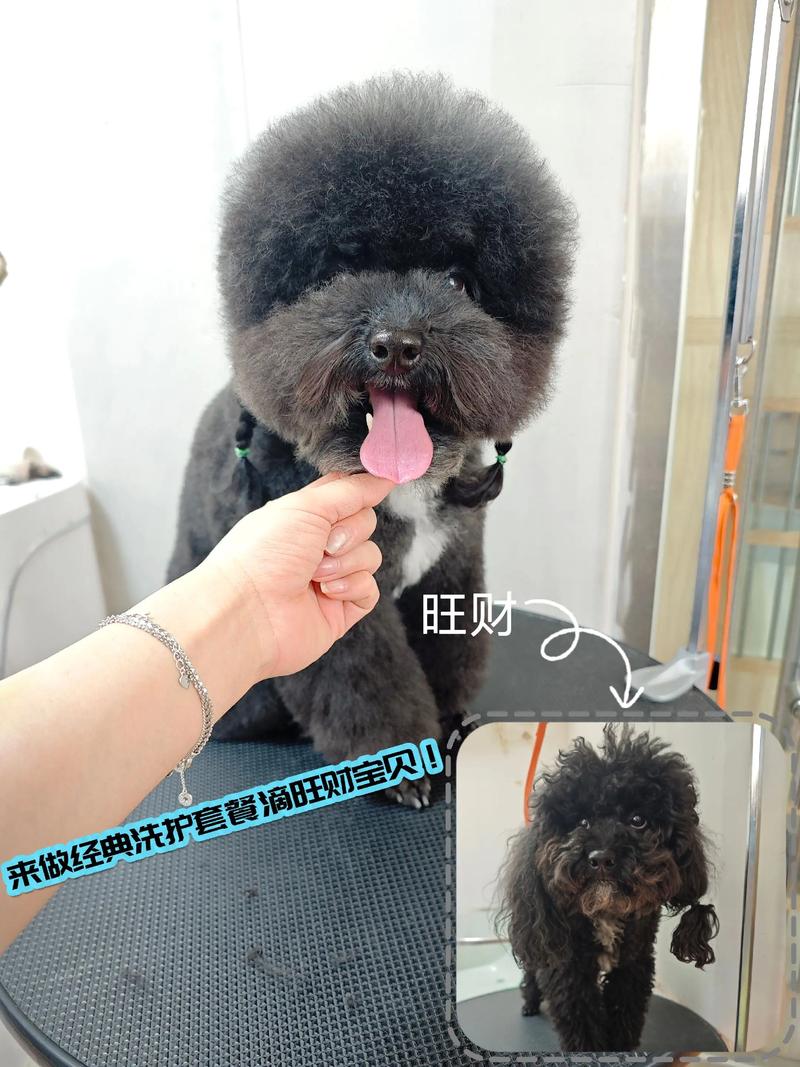 包头本地宠物洗澡怎么选？三种主流洗护方案深度对比与避坑指南