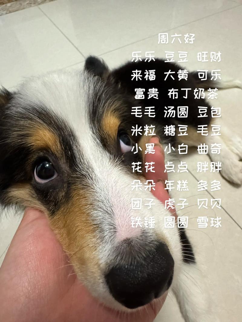 2026年北海边牧出售指南：如何辨别纯种与选择正规采购渠道