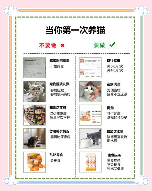 哈密新加坡猫厂家避坑指南:2026年正规渠道选购、价格参考与