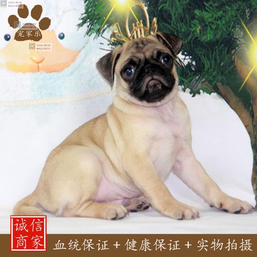三明巴哥出售十强怎么选?2026年正规购买渠道与避坑指南