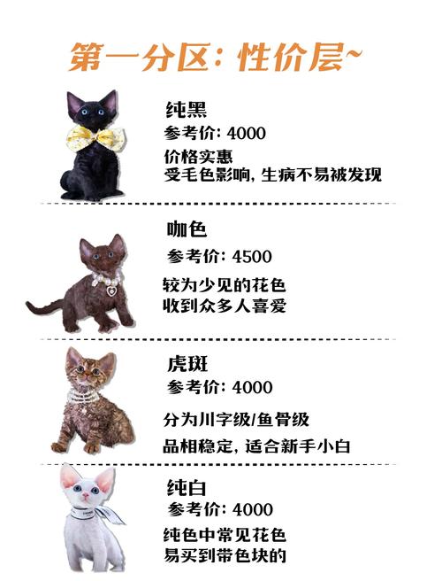 长治德文卷毛猫纯种推荐清单：2026年正规渠道与避坑指南