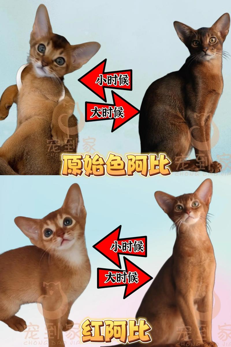 2026朝阳阿比西尼亚猫纯种推荐清单：正规繁育基地与价格分析