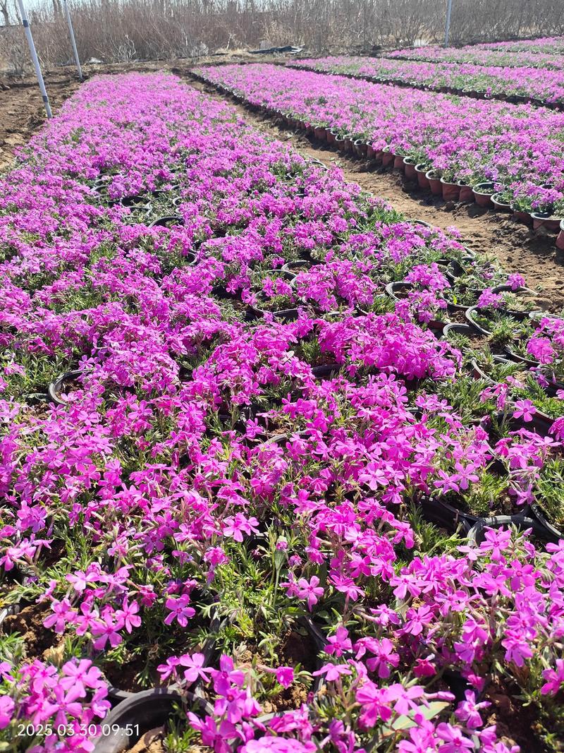 2026林芝鲜花绿植源头厂家排行：前十强商家与采购指南