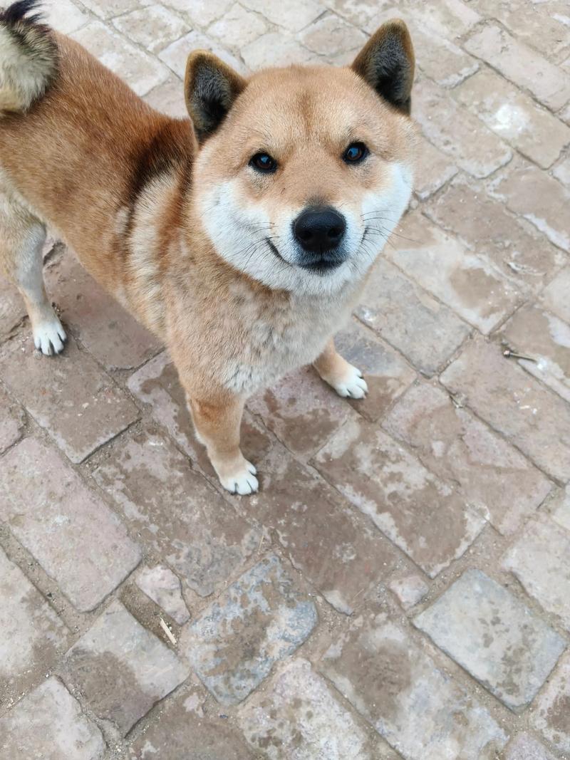 2026东营柴犬配种口碑推荐:正规机构选择标准与避坑指南
