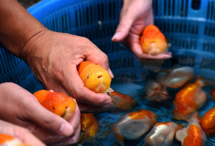 2026阿拉善金鱼养殖厂家正规推荐与本地水族选购全指南
