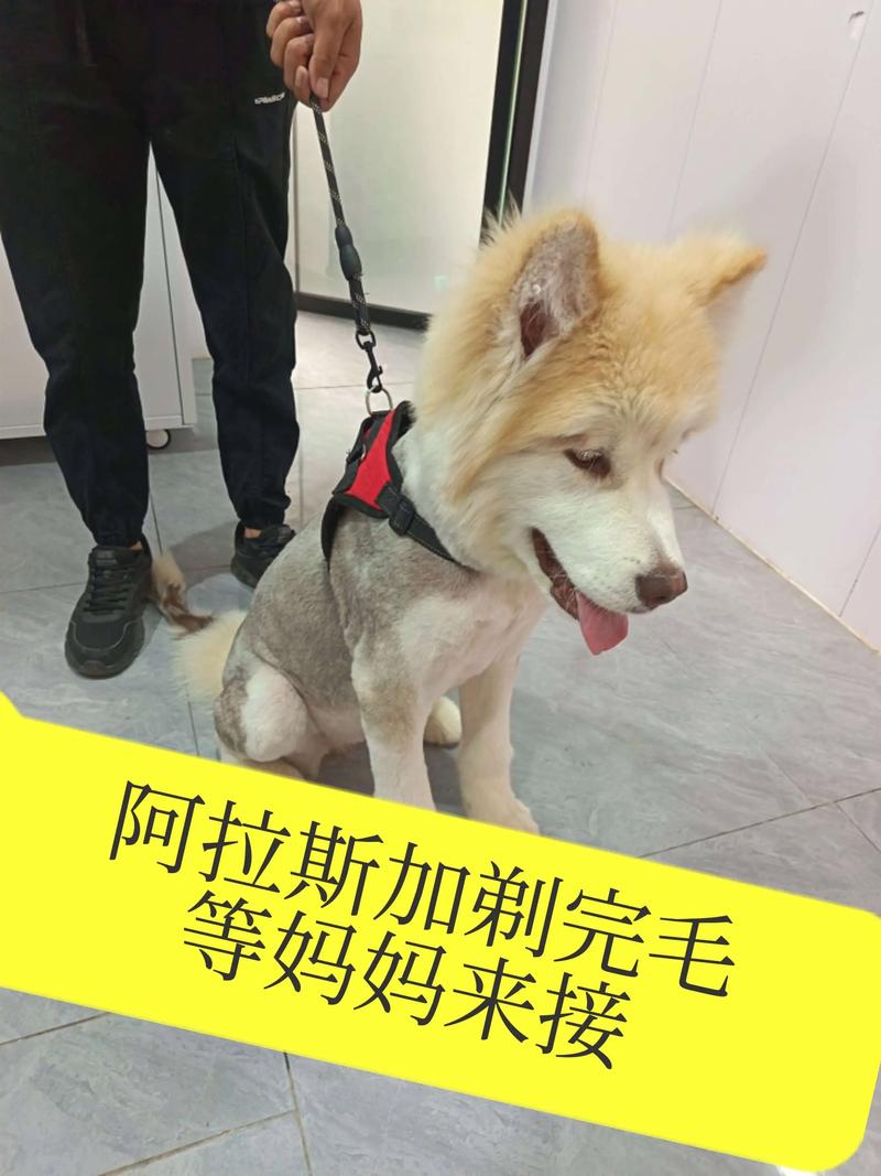 2026年阿拉善宠物剪毛美容前3强盘点：正规机构如何选择与避