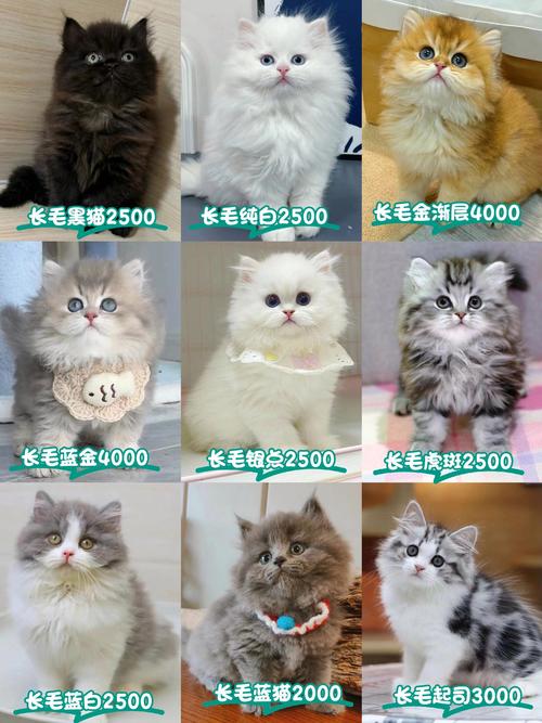 长治波斯猫厂家专业推荐：2026年宠物猫选购避坑指南与口碑榜