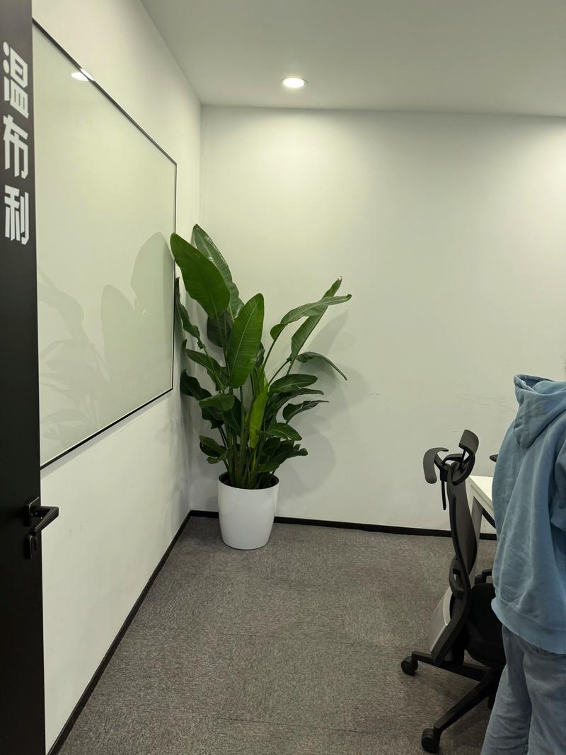 2026临沂绿植盆栽养护服务商盘点:专业团队推荐与日常养护指