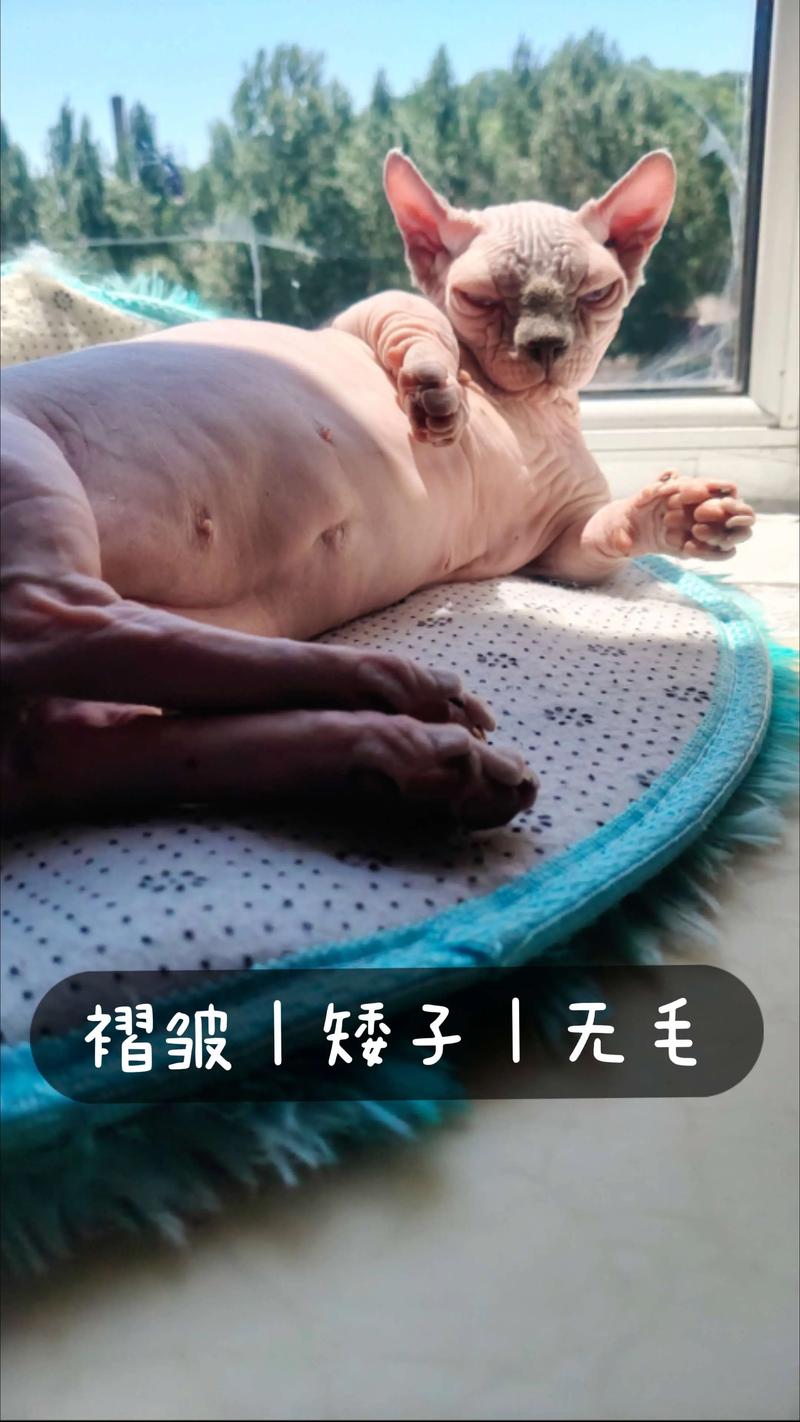 2026年阳江斯芬克斯无毛猫配种5大正规机构推荐,价格与口碑