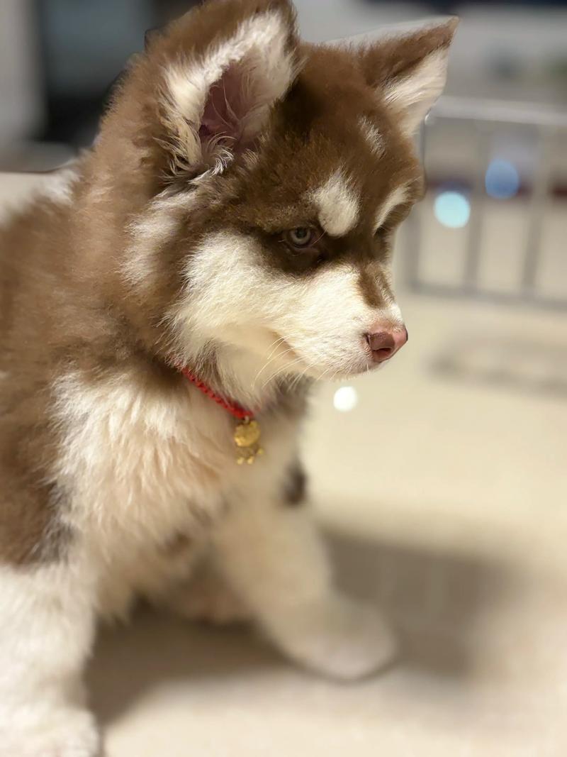 唐山阿拉斯加厂家前三名推荐:如何挑选正宗纯种犬舍及价格指南