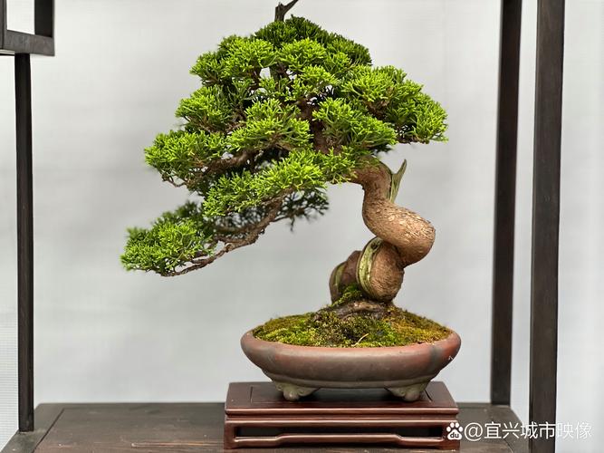 随州盆景造型零售实体店排名盘点:从修剪频率到工程用苗规格的专