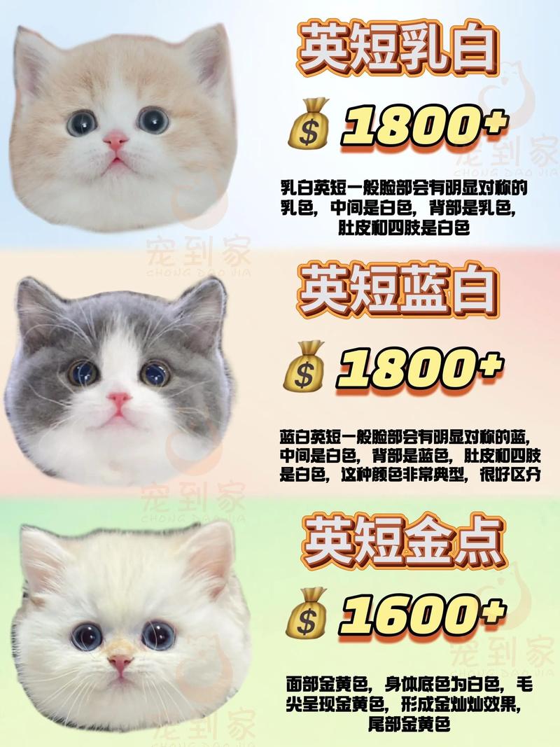 潍坊新加坡猫正宗排名2026:正规繁育基地推荐与避坑指南