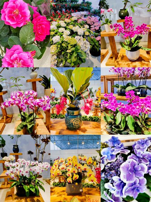 2026台州鲜花绿植代理商推荐:前5强名单与避坑指南