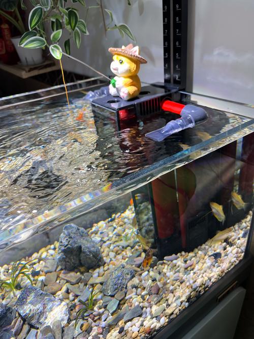 2026年南阳水族造景服务商前5强盘点:价格与口碑深度解析