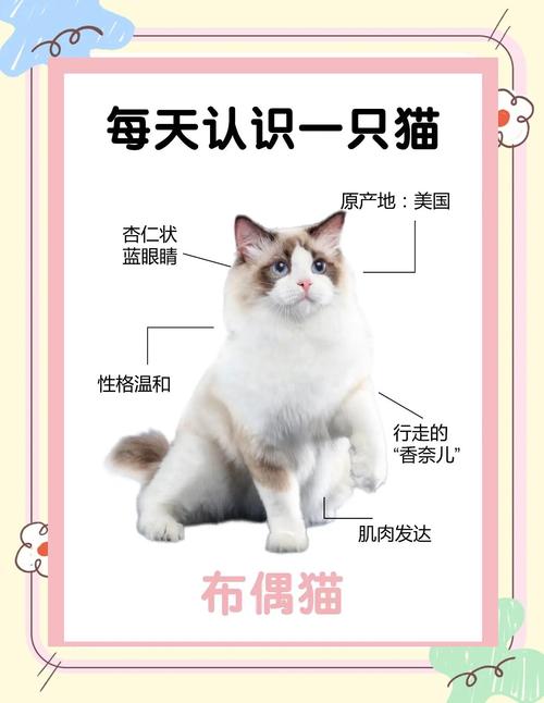 邢台布偶猫配种避坑:2026年正规繁育机构选择指南与口碑榜单