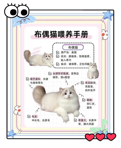 邢台布偶猫配种避坑:2026年正规繁育机构选择指南与口碑榜单 邢台布偶猫配种避坑:2026年正规繁育机构选择指南与口碑榜单