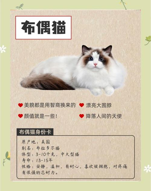 邢台布偶猫配种避坑:2026年正规繁育机构选择指南与口碑榜单 邢台布偶猫配种避坑:2026年正规繁育机构选择指南与口碑榜单