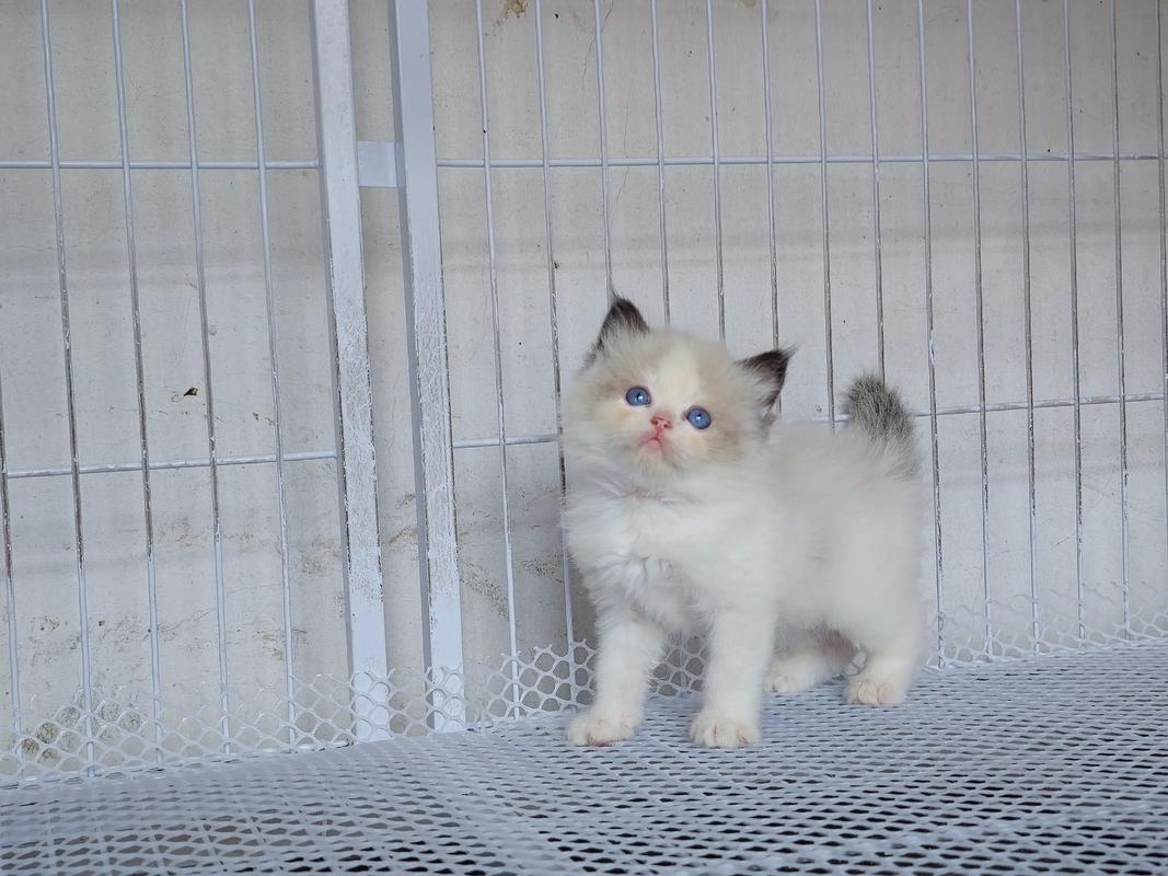 邢台布偶猫配种避坑:2026年正规繁育机构选择指南与口碑榜单 邢台布偶猫配种避坑:2026年正规繁育机构选择指南与口碑榜单