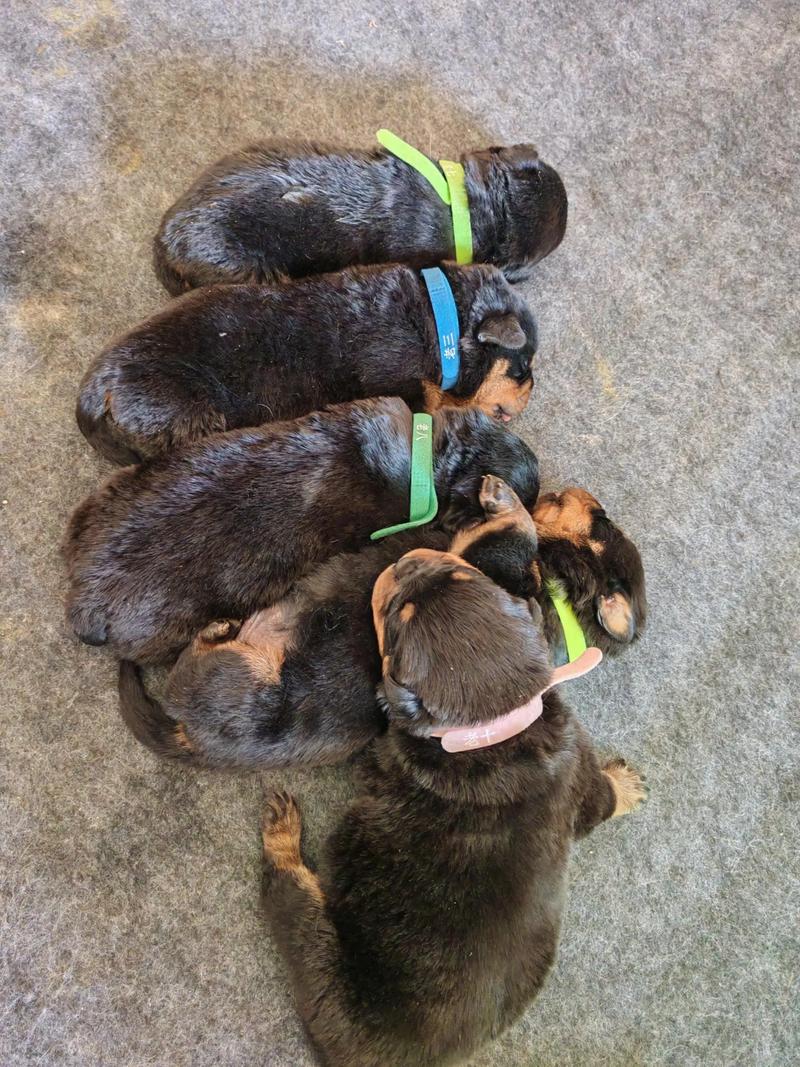 阿克苏罗威纳正宗盘点：2026年口碑最佳犬舍推荐与避坑指南