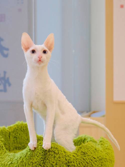 2026年陇南柯尼斯卷毛猫纯种费用参考:正规渠道报价与避坑指