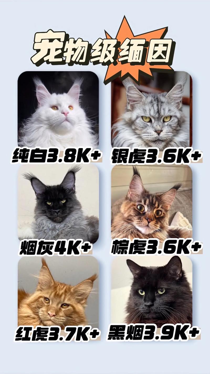 菏泽缅因猫出售正规渠道盘点:选购指南与避坑要点