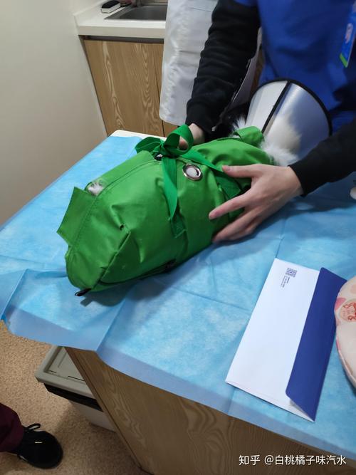 贺州宠物绝育咨询哪家强?2026年正规宠物医院服务费用及避坑