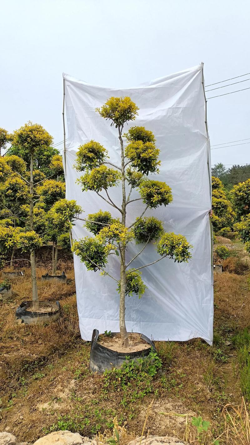 九江园林种苗哪家强?2026工程绿化种植指南与供应商盘点