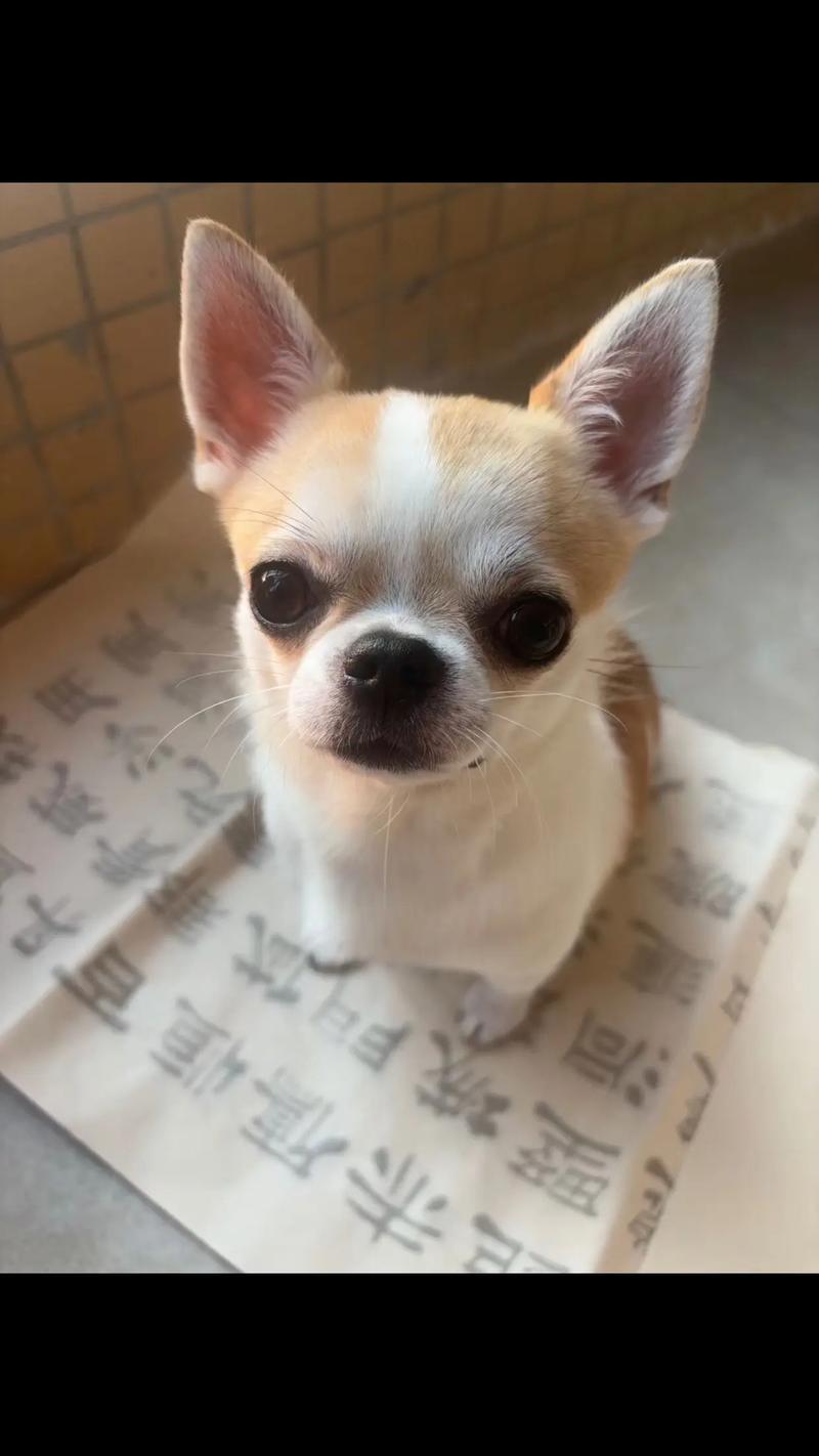 邢台吉娃娃正宗盘点:2026年正规犬舍推荐与选购避坑指南