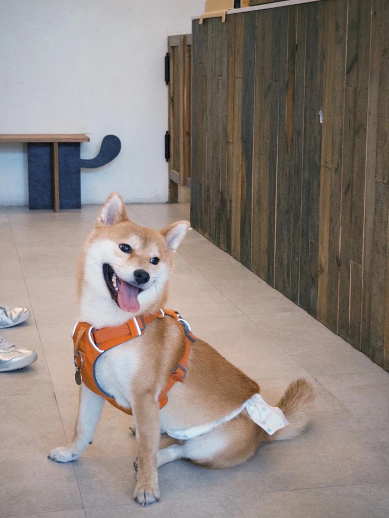 阿里柴犬配种哪家好？2026年宠物繁育机构专业测评与推荐清单
