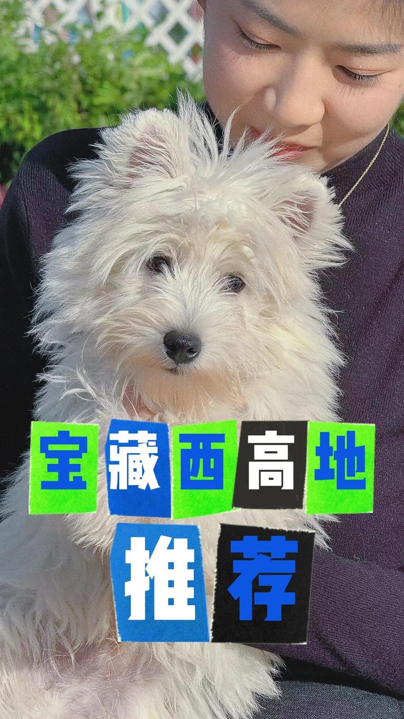 2026遂宁西高地出售排行榜:正规犬舍选购避坑指南与口碑推荐