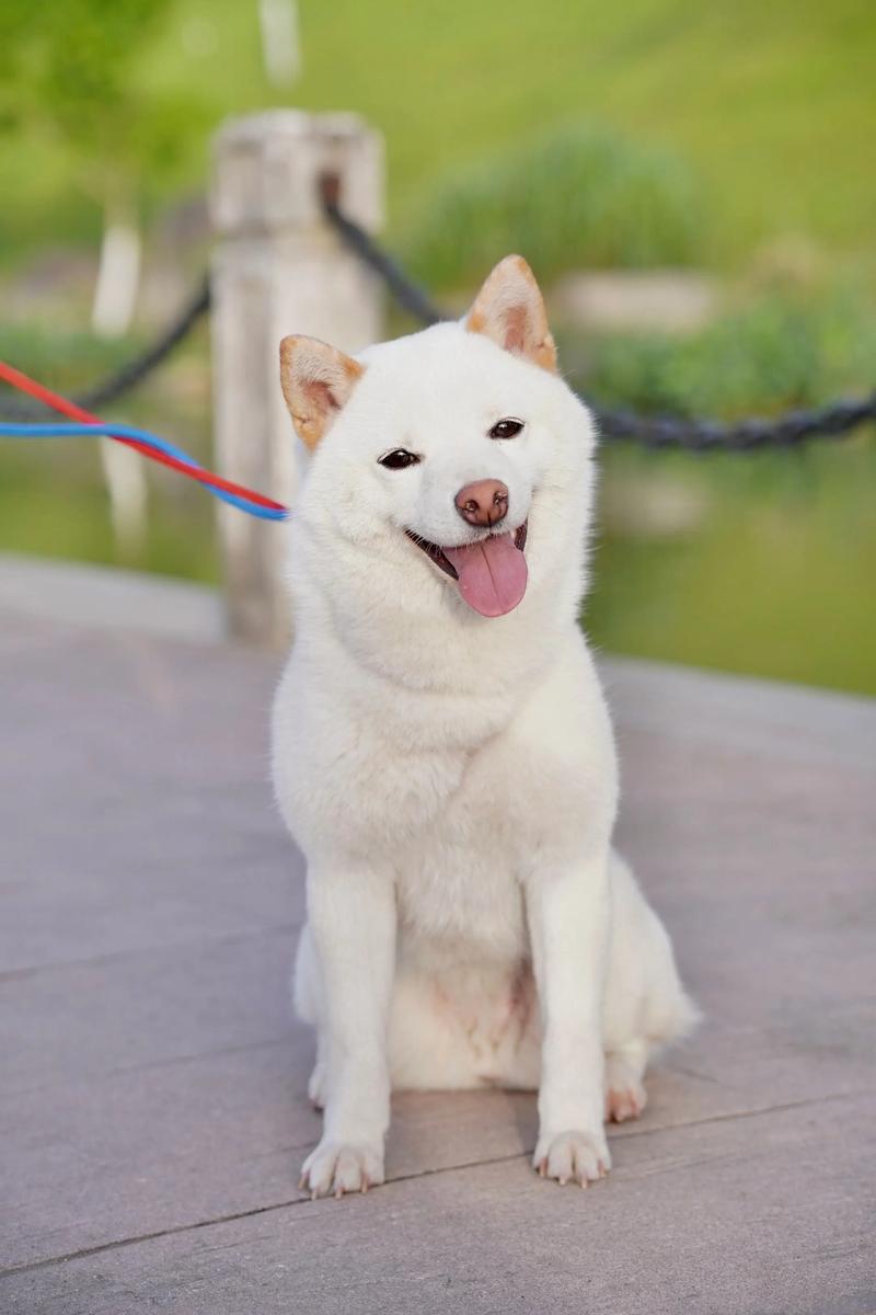 2026阜新柴犬厂家排名盘点：正规厂家推荐与价格费用指南