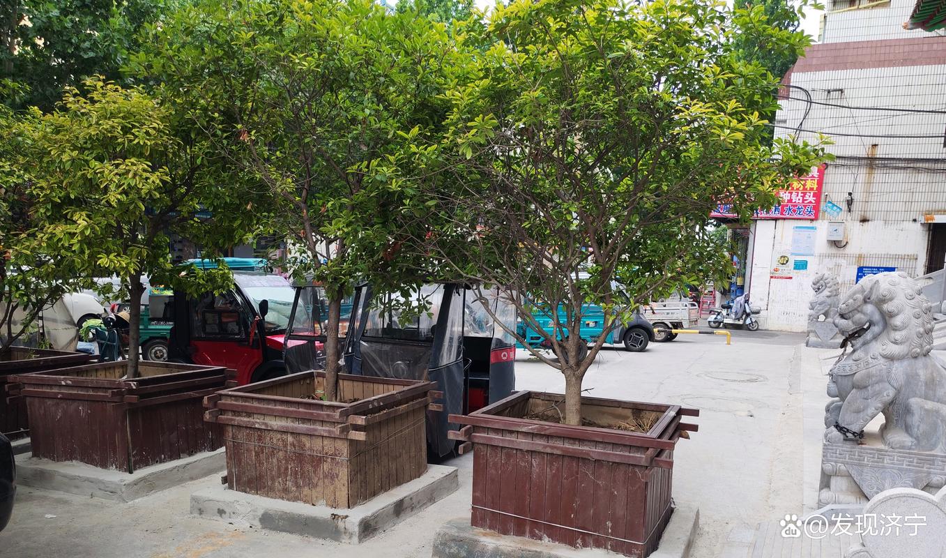 济宁绿植盆栽零售门店口碑指南:2026年庭院选购避坑与推荐