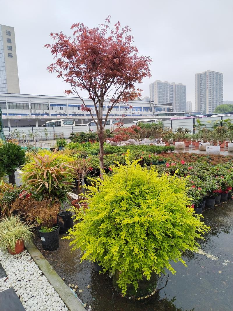 长沙鲜花绿植批发供货费用参考与正规渠道选择指南