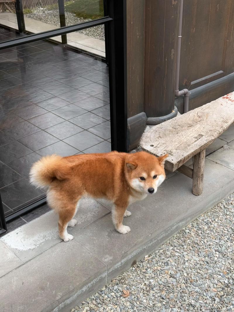 2026年菏泽柴犬正宗前三推荐：正规养殖场口碑盘点与避坑指南