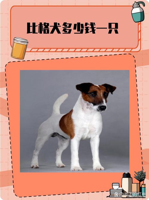 安阳比格出售怎么选?2026年正规购买渠道与避坑指南