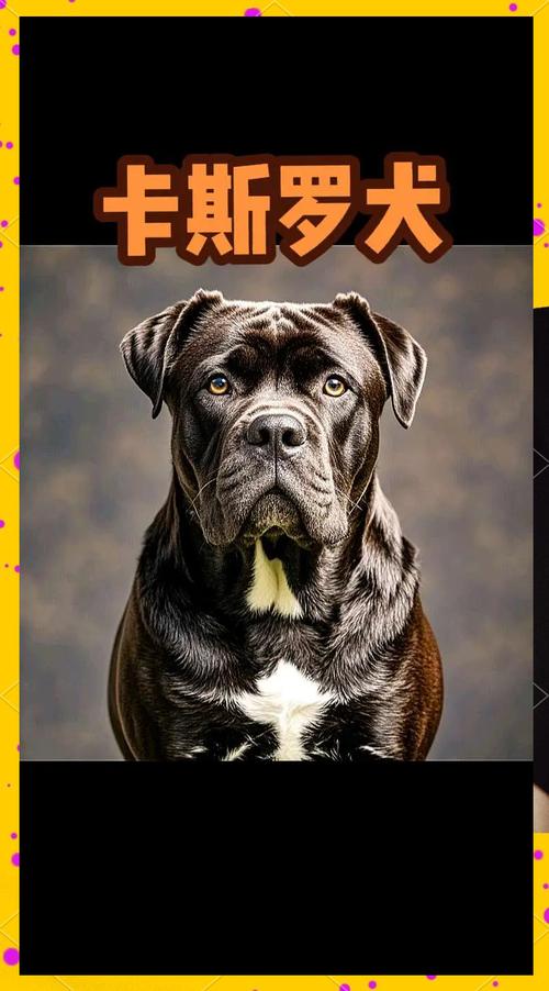 2026东营卡斯罗厂家推荐：正规纯种养殖场前三强及选购避坑指