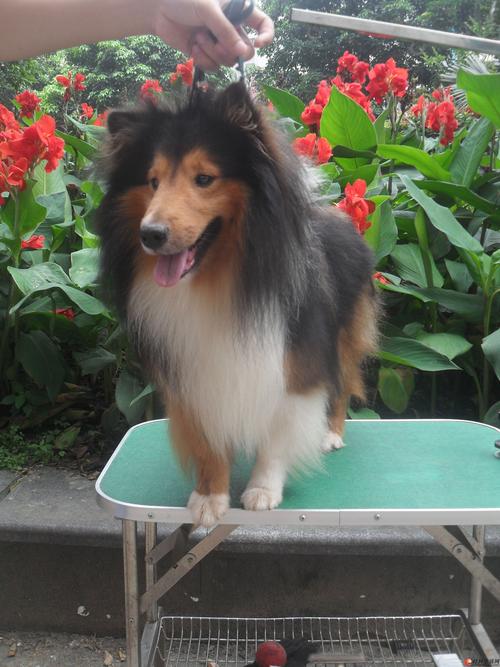 2026景德镇喜乐蒂出售多少钱？正规犬舍选购攻略与价格参考
