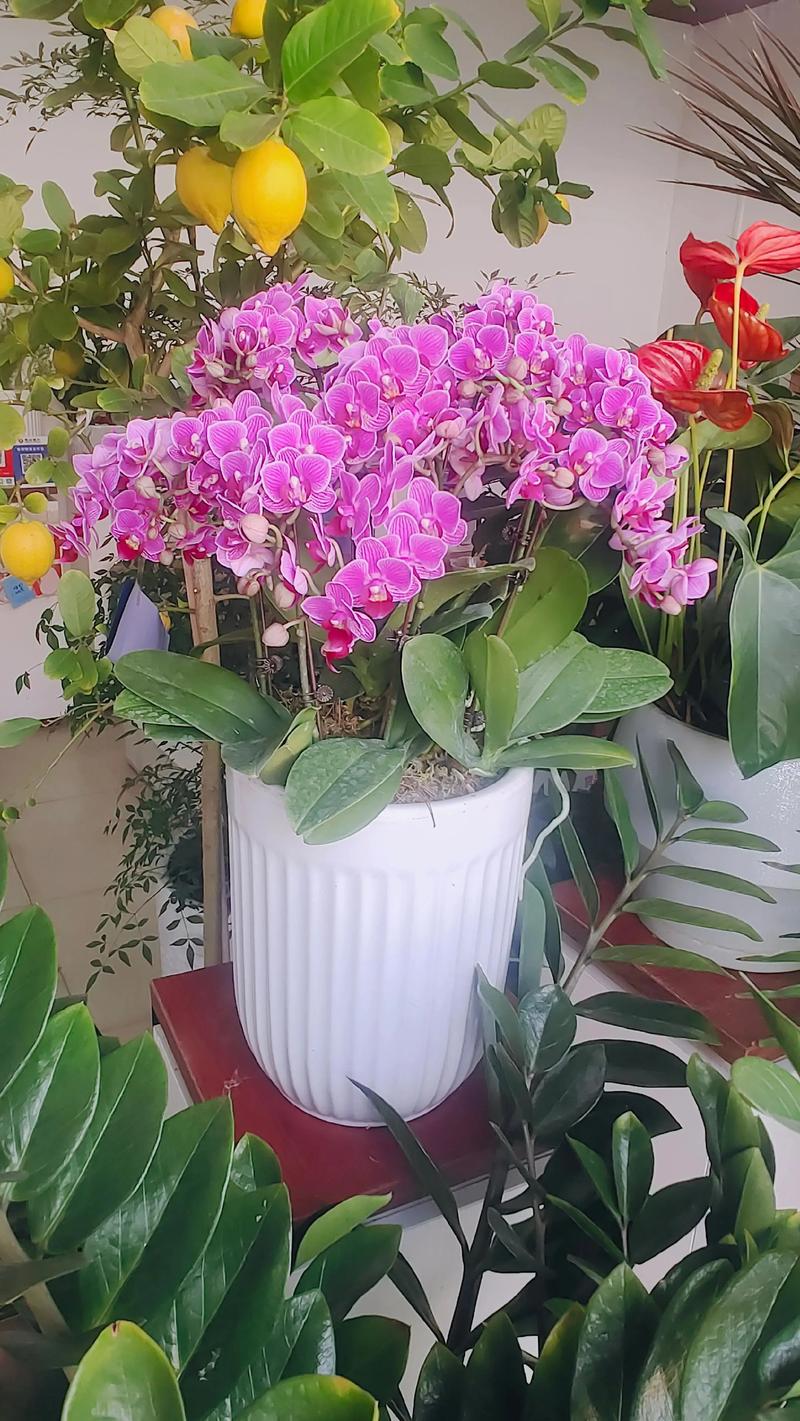 泉州鲜花绿植实体店TOP3推荐:2026年口碑前5强名单与避
