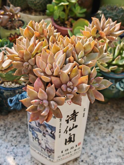 2026兰州本地多肉植物前3强推荐:品质、口碑与价格全面盘点