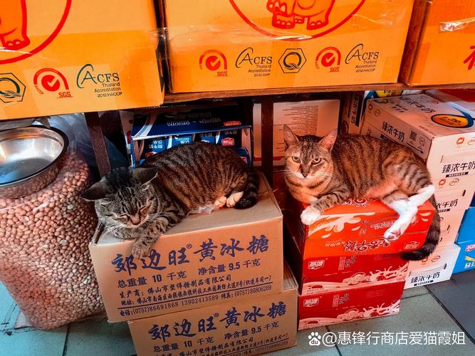 塔城橘猫出售哪家好？2026年正规宠物猫购买渠道与避坑指南