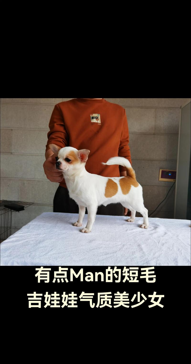 吉安吉娃娃纯种哪家强?2026年正规基地推荐与选购避坑指南