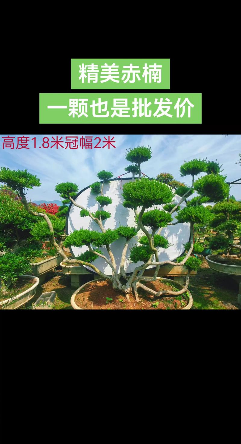 2026嘉兴盆景源头厂家排名盘点:揭秘专业供货与施工团队,正