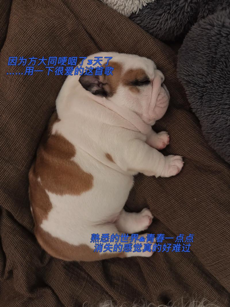扬州英斗配种TOP3盘点:正规繁育基地推荐与价格避坑指南(2