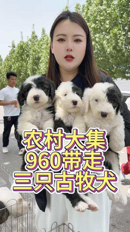 开封古牧配种哪家好？2026年正规宠物繁育中心专业推荐与避坑