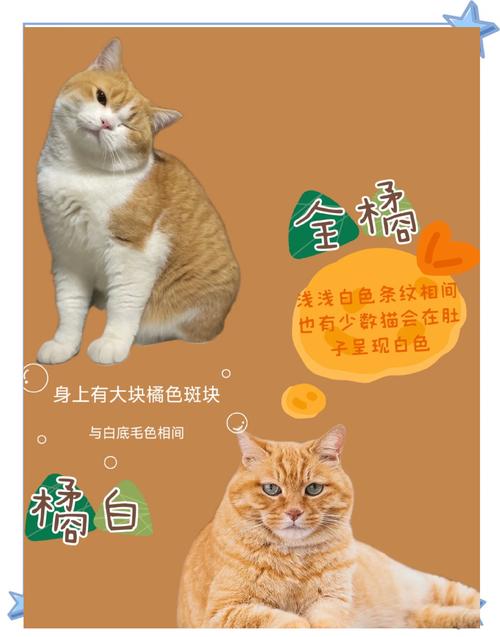 2026长沙橘猫厂家排行榜：正规选购指南与避坑盘点