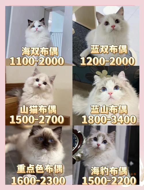 2026年泰州布偶猫及多品类猫种优质厂家推荐与正规选购指南