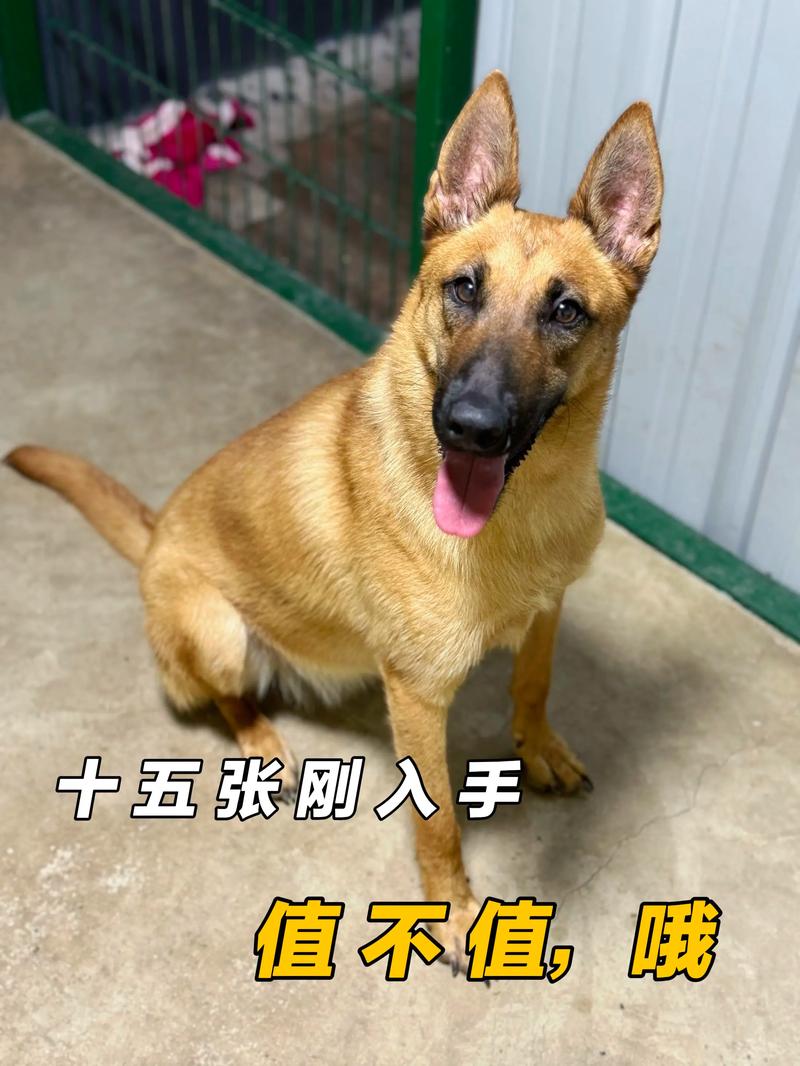 玉林马犬出售口碑深度解析:正规购买渠道与避坑指南 玉林马犬出售口碑深度解析:正规购买渠道与避坑指南