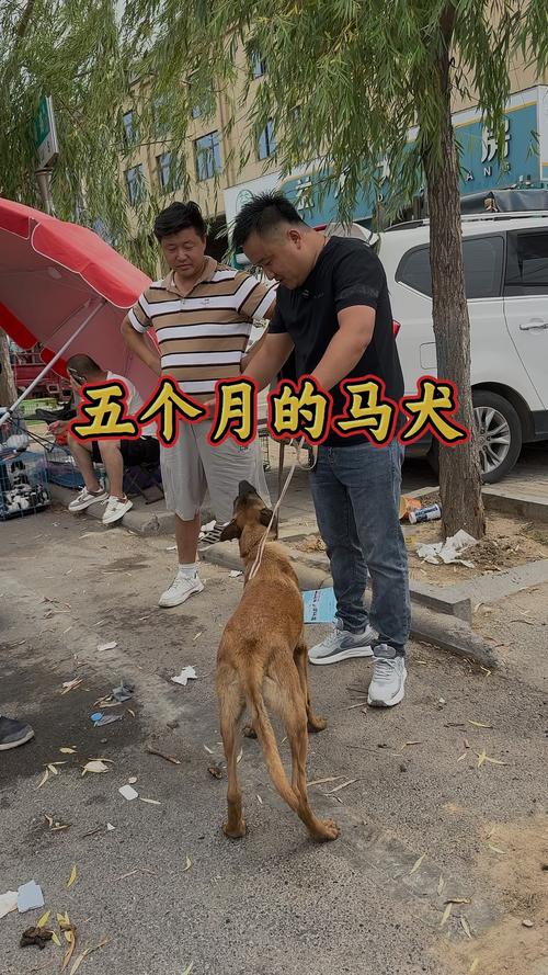 玉林马犬出售口碑深度解析:正规购买渠道与避坑指南 玉林马犬出售口碑深度解析:正规购买渠道与避坑指南