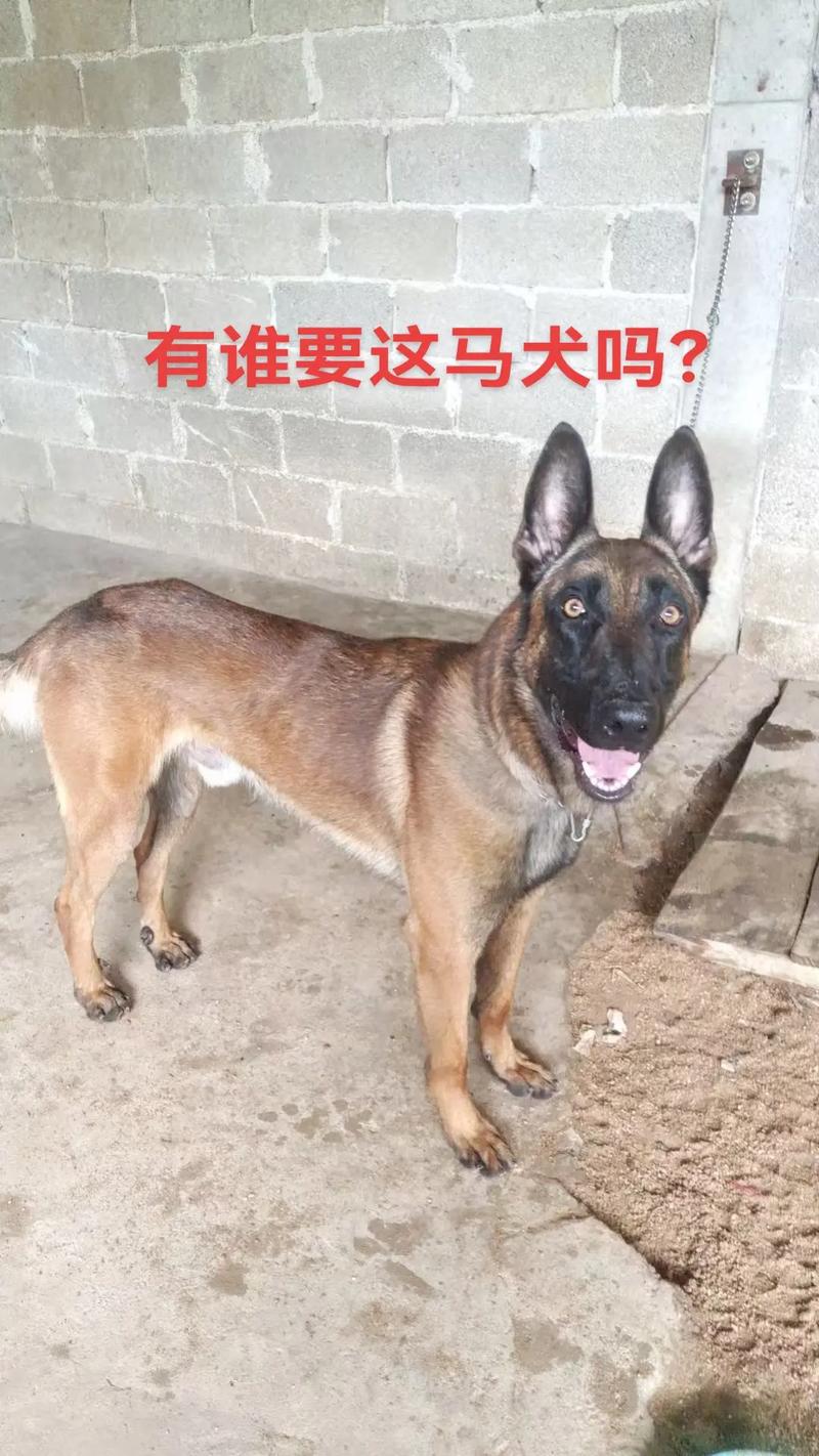 玉林马犬出售口碑深度解析:正规购买渠道与避坑指南 玉林马犬出售口碑深度解析:正规购买渠道与避坑指南